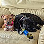 dog, puppy, black_dog, brown_dog, collar, toy, rope_toy, leather_couch, indoor, pet, animal, resting, cute, companion, relaxed, close_up, two_dogs, furniture, living_room, domestic