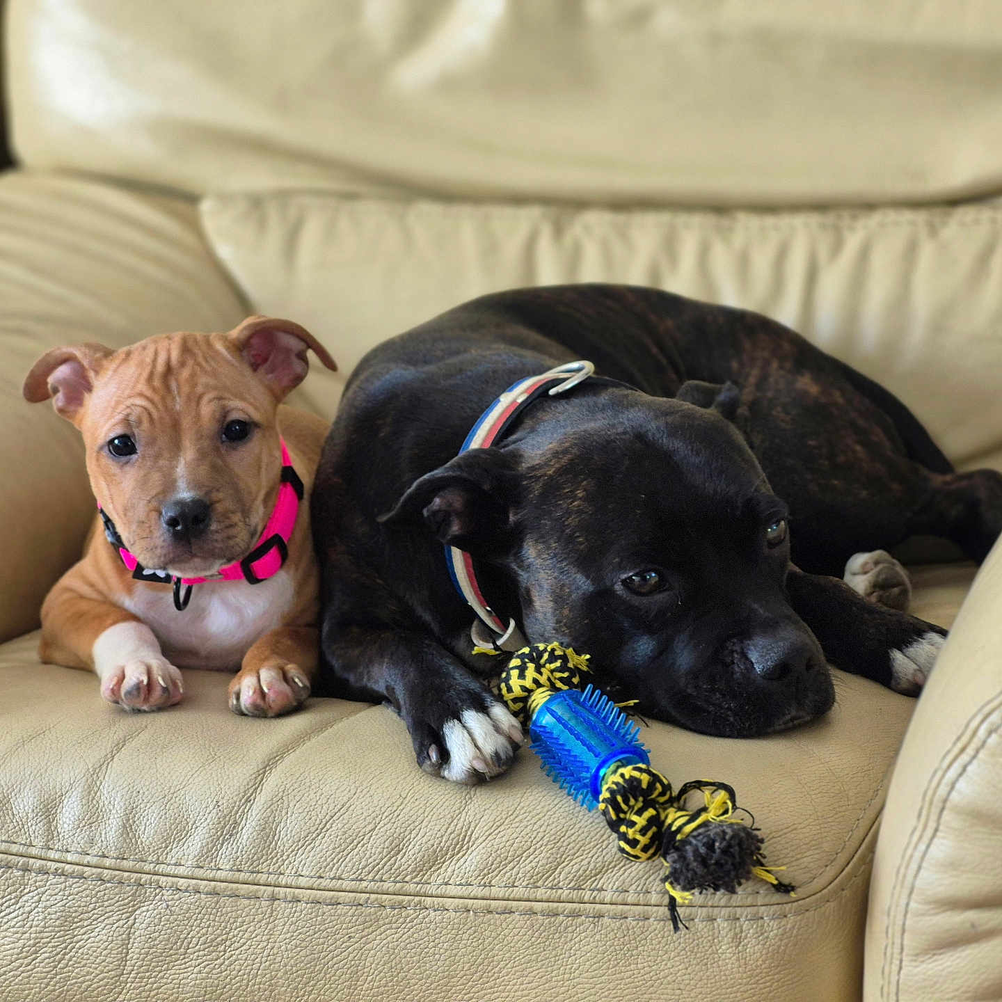 Ava Et Mia participe au concours pour gagner de l'argent avec cette photo : animal, black_dog, brown_dog, close_up, collar, companion, cute, dog, domestic, furniture, indoor, leather_couch, living_room, pet, puppy, relaxed, resting, rope_toy, toy, two_dogs