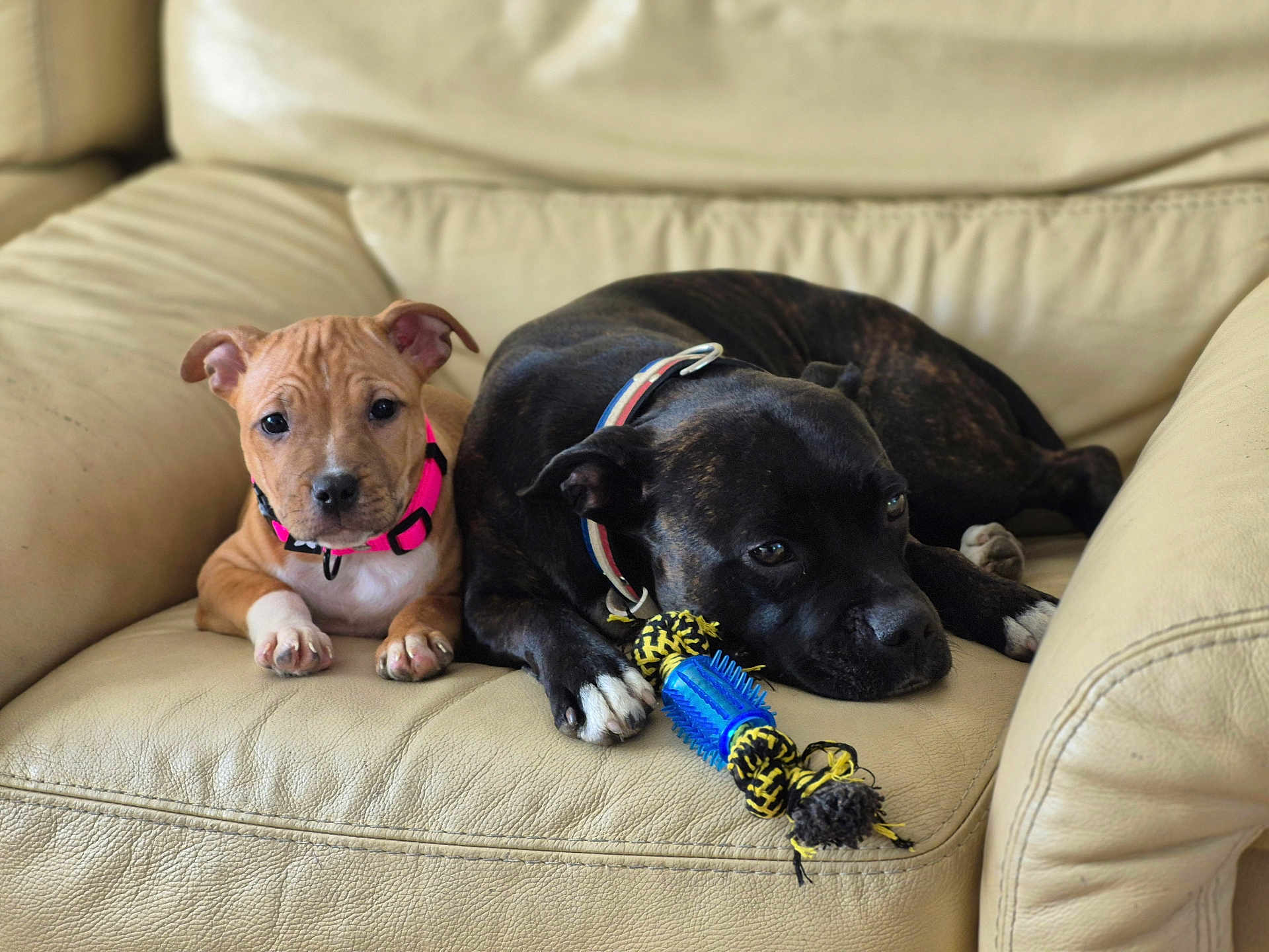 Ava Et Mia participe au concours pour gagner de l'argent avec cette photo : dog, puppy, black_dog, brown_dog, collar, toy, rope_toy, leather_couch, indoor, pet, animal, resting, cute, companion, relaxed, close_up, two_dogs, furniture, living_room, domestic