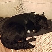 Pato participe au concours pour gagner de l'argent avec cette photo : dog, black_dog, sleeping, curled_up, couch, blanket, indoor, pet, resting, fur, animal, cozy, white_patch, paw, relaxed, bed, home, comfort, canine, cute