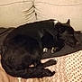 dog, black_dog, sleeping, curled_up, couch, blanket, indoor, pet, resting, fur, animal, cozy, white_patch, paw, relaxed, bed, home, comfort, canine, cute