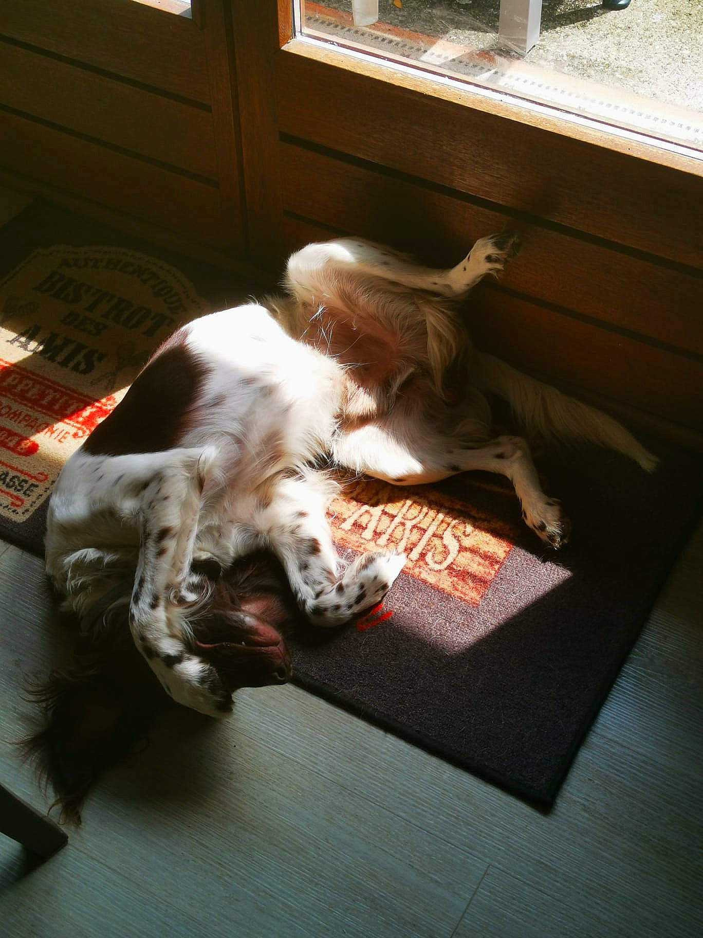 Pongo participe au concours pour gagner de l'argent avec cette photo : canidae, carnivore, comfort, companion_dog, couch, dog_breed, fawn, felidae, floor, flooring, fur, hardwood, linens, room, small_to_medium_sized_cats, sporting_group, tail, whiskers, window, wood