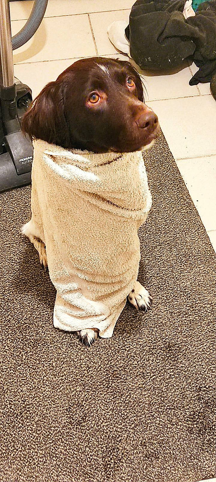 Pongo participe au concours pour gagner de l'argent avec cette photo : bag, canidae, carnivore, companion_dog, dog, dog_breed, dog_collar, fawn, flooring, fur, hunting_dog, liver, luggage_and_bags, metal, snout, sporting_group, terrestrial_animal, whiskers, wood, working_animal