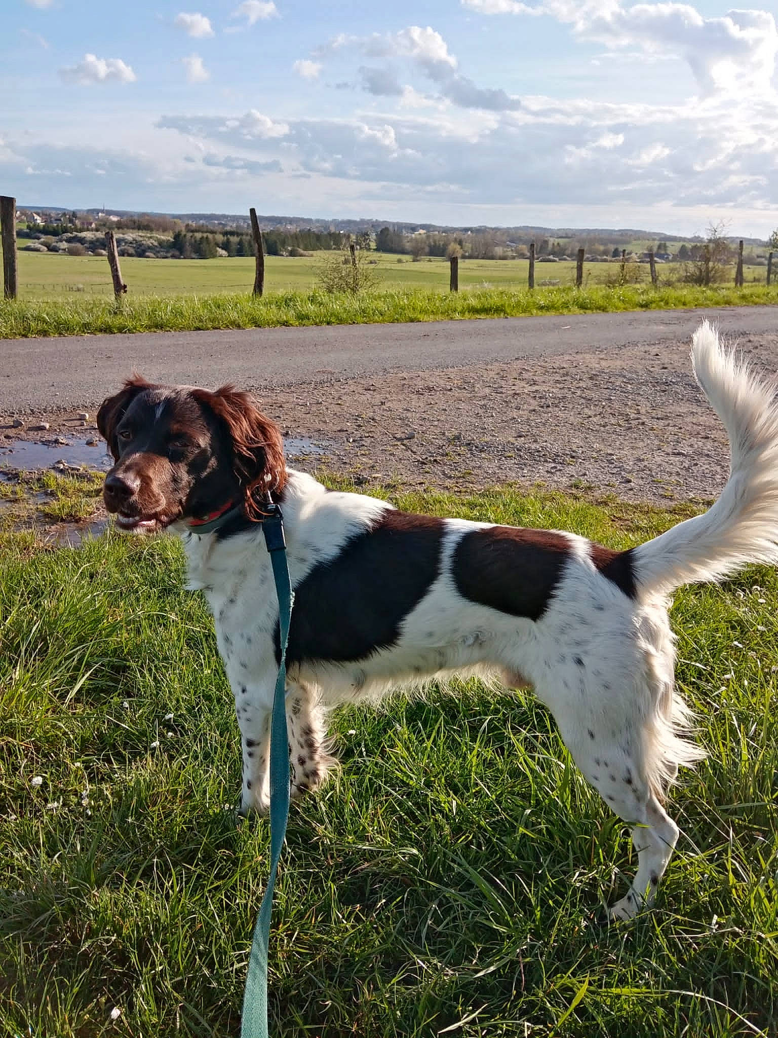 Pongo a rejoint le concours — aidez-le/la à gagner de superbes lots ! canidae, carnivore, cloud, collar, companion_dog, dog, dog_breed, field, grass, grassland, gun_dog, meadow, pasture, plant, prairie, sky, sporting_group, tail, terrestrial_animal, working_animal