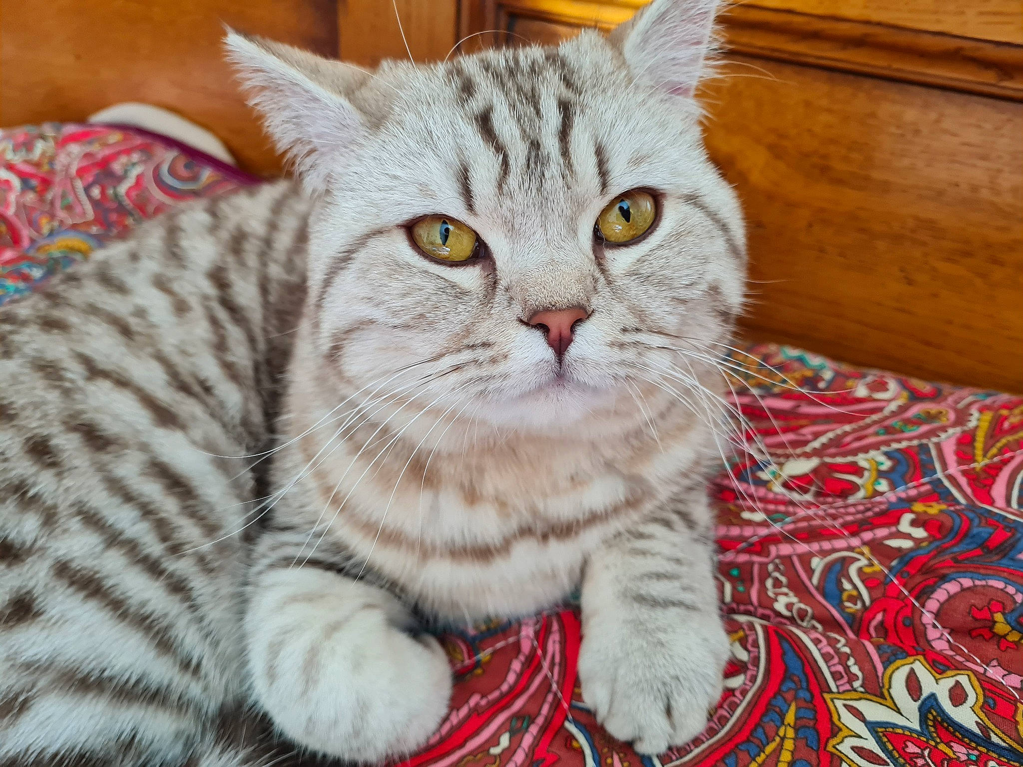 Rebelle participe au concours pour gagner de l'argent avec cette photo : carnivore, cat, claw, domestic_short_haired_cat, felidae, fur, pattern, paw, small_to_medium_sized_cats, snout, tail, whiskers, window