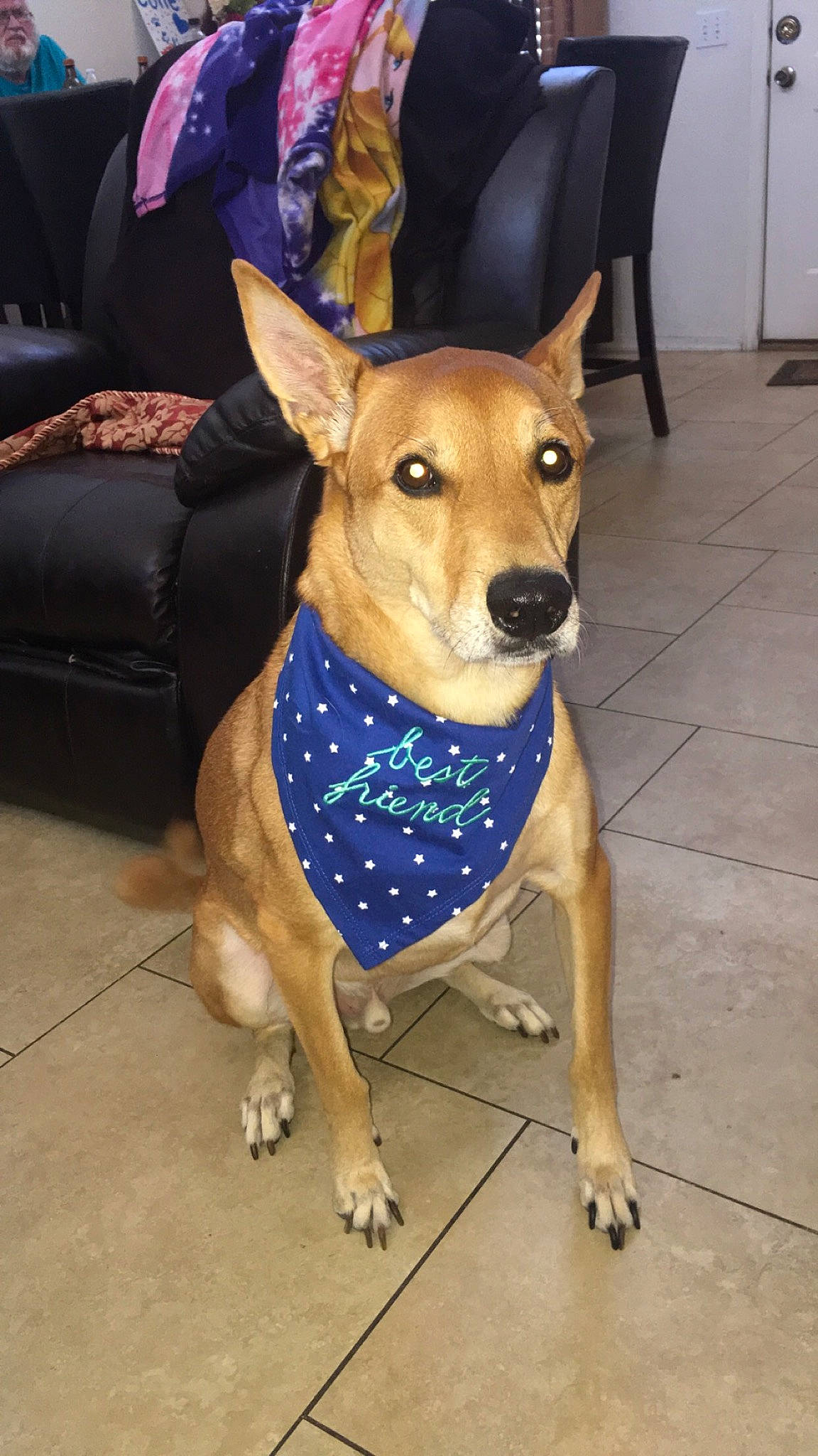Cutie joined the competition — help win amazing prizes! canidae, carnivore, carolina_dog, dog, dog_breed, fawn, feist, formosan_mountain_dog, mammal, pariah_dog, person, rare_breed_dog, snout, thai_ridgeback, vertebrate