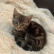 Arlo is registered to the contest to win money with this photo: kitten, cat, tabby, fluffy_blanket, curious, cozy, indoor, pet, animal, fur, cute, small, resting, mammal, whiskers, soft_texture, sleepy, young, domestic_cat, nose