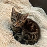 kitten, cat, tabby, fluffy_blanket, curious, cozy, indoor, pet, animal, fur, cute, small, resting, mammal, whiskers, soft_texture, sleepy, young, domestic_cat, nose