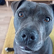 Tomy participe au concours pour gagner de l'argent avec cette photo : dog, canine, gray_dog, close_up, portrait, face, eyes, nose, muzzle, ears, short_hair, white_chest, sitting, indoors, living_room, yellow_rug, wooden_cabinet, home, pet, date_stamp