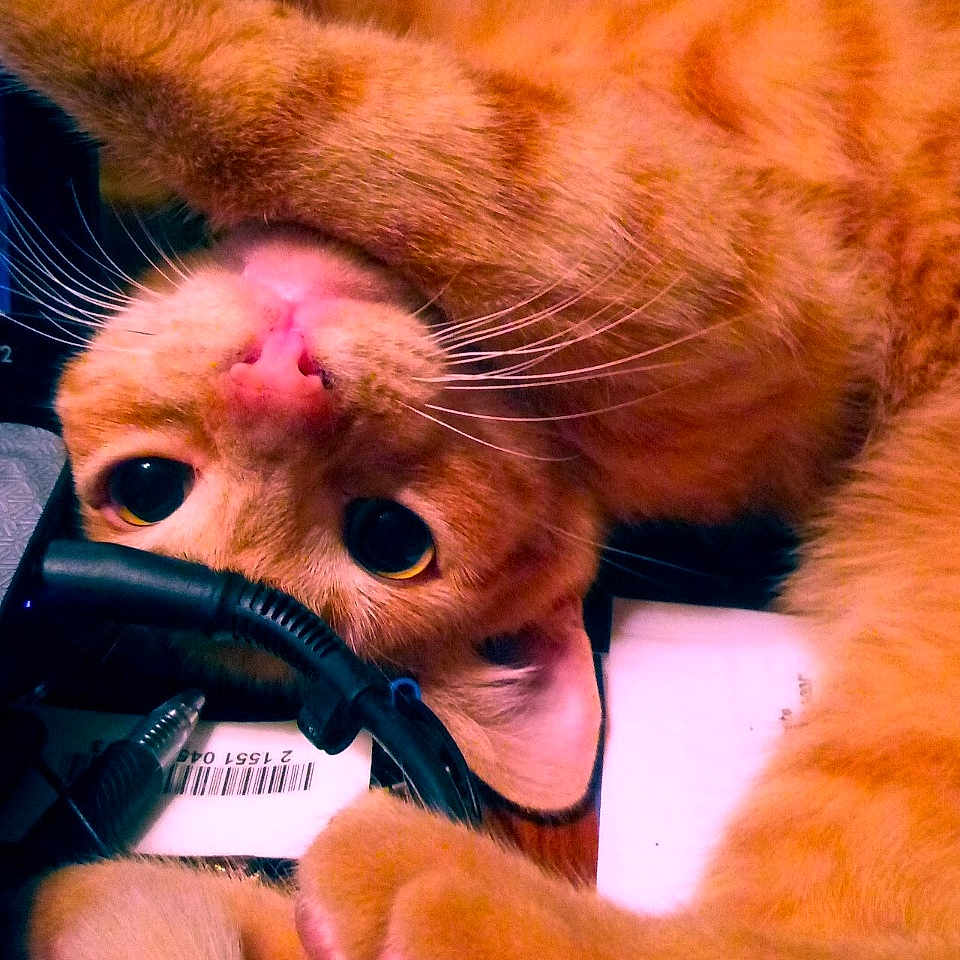 Popcorn joined the competition — help win amazing prizes! abyssinian, adapter, animal, cat, computer, computerhardware, computerkeyboard, couch, desk, electronics, furniture, hardware, hardwood, kitten, laptop, manx, pc, pet, table, wood
