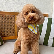 Liv participe au concours pour gagner de l'argent avec cette photo : dog, poodle, brown, fluffy, bandana, yellow, hearts, couch, pillows, striped, indoor, pet, cute, fur, looking, sitting, cozy, wooden, home, portrait