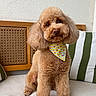 dog, poodle, brown, fluffy, bandana, yellow, hearts, couch, pillows, striped, indoor, pet, cute, fur, looking, sitting, cozy, wooden, home, portrait