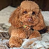 dog, poodle, pet, animal, fluffy, curly_fur, brown, collar, bed, blanket, cozy, indoor, portrait, cute, fur, canine, resting, closeup, warm_light, furry