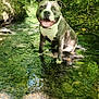 dog, water, stream, forest, nature, greenery, trees, sunlight, outdoor, animal, canine, happy, smiling, sitting, rock, leaf, shallow_water, natural, scenic, daylight