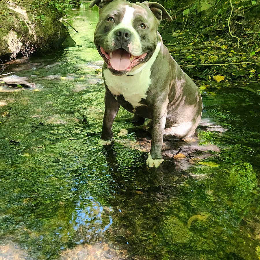 Thanos a rejoint le concours — aidez-le/la à gagner de superbes lots ! animal, canine, daylight, dog, forest, greenery, happy, leaf, natural, nature, outdoor, rock, scenic, shallow_water, sitting, smiling, stream, sunlight, trees, water