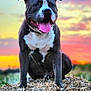 dog, happy, tongue_out, sunset, sky, outdoor, hay, nature, animal, pet, black_and_white, sitting, grass, field, smiling, collar, canine, friendly, sunset_sky, peaceful