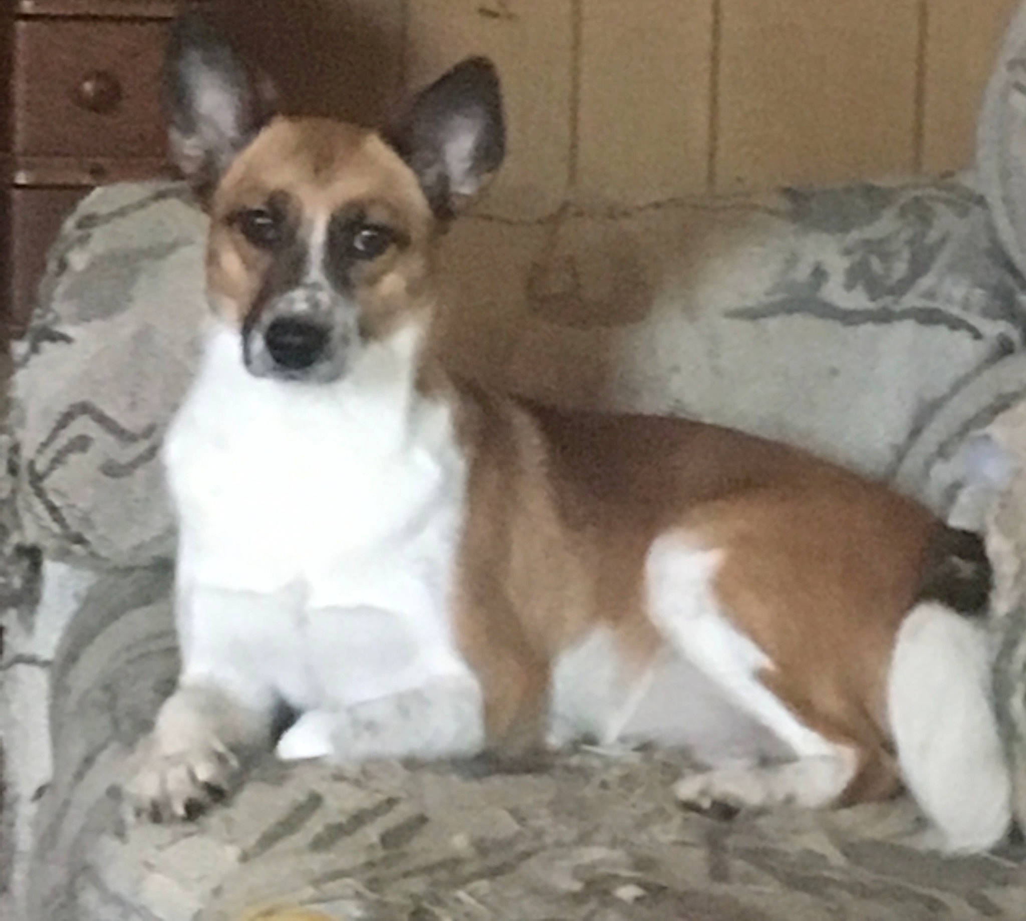 Mona Lynn is registered to the contest to win money with this photo: bored, canidae, carnivore, comfort, companion_dog, dog, dog_breed, door, fawn, fur, irishjacks, non_sporting_group, paw, sporting_group, terrestrial_animal, toy_dog, whiskers, working_animal