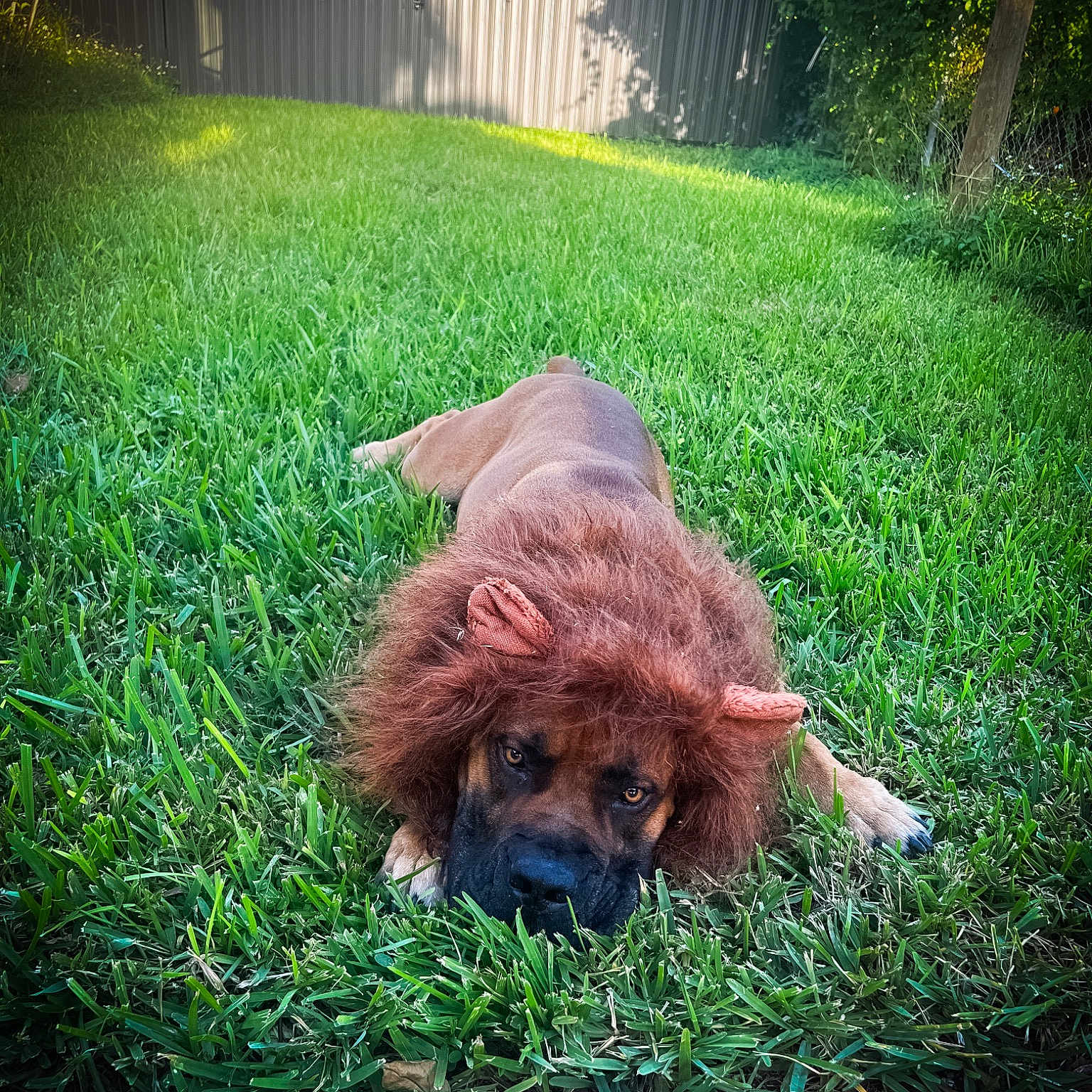 Enzo