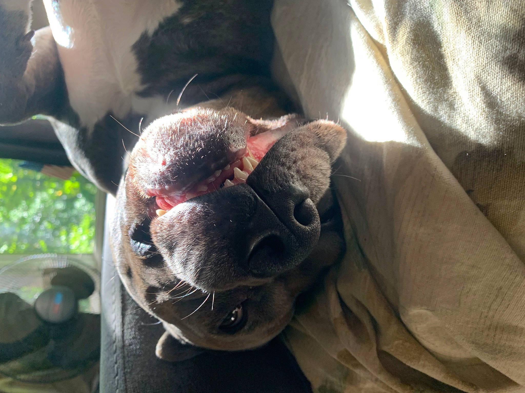 Turbo is registered to the contest to win money with this photo: ball, canidae, carnivore, comfort, companion_dog, dog, dog_breed, ear, eyewear, fawn, grass, liver, plant, snout, sporting_group, sunglasses, whiskers, window, working_animal, wrinkle