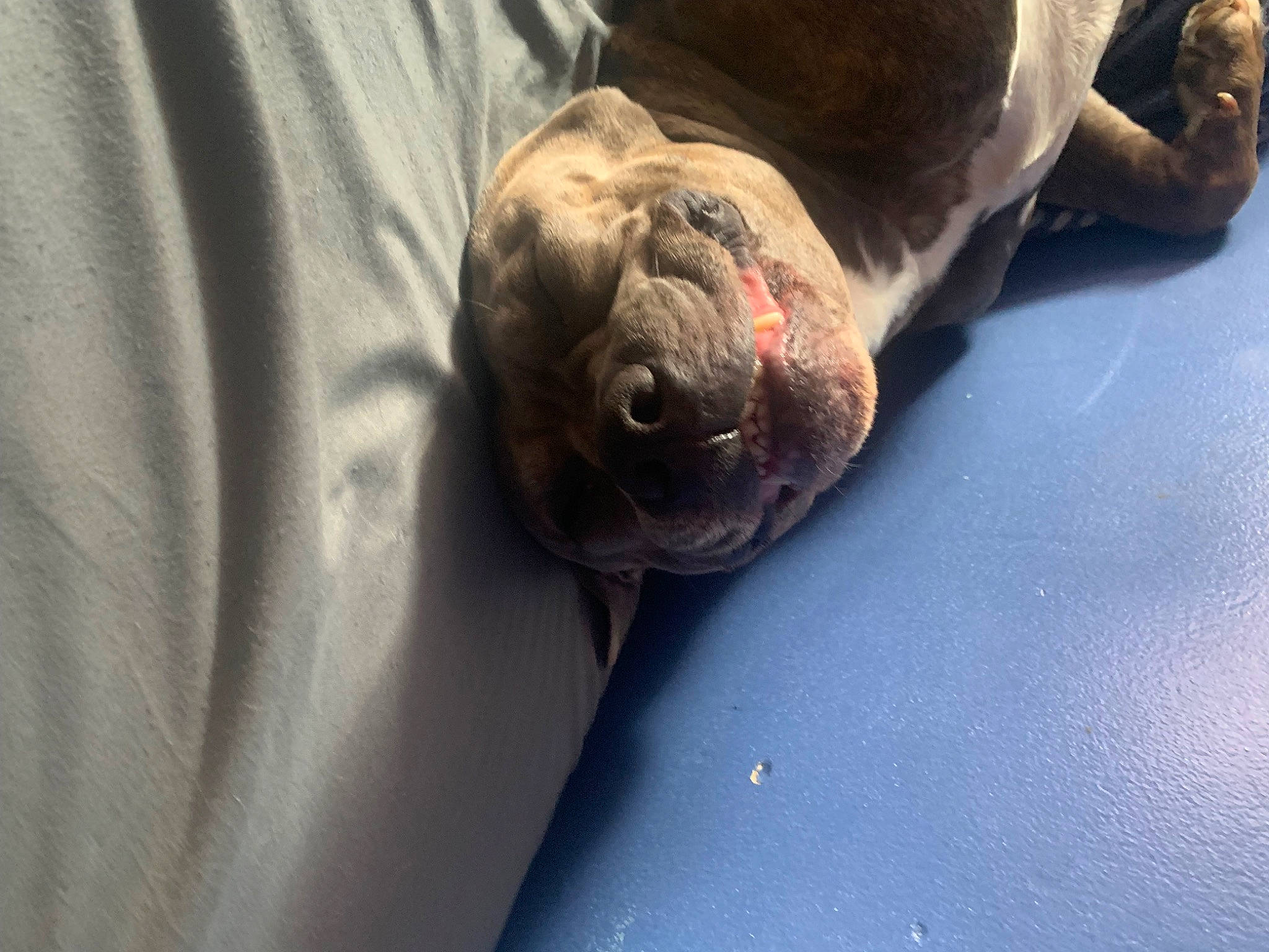 Turbo is registered to the contest to win money with this photo: ball, canidae, carnivore, comfort, dog_breed, earless_seal, eye, fur, metal, non_sporting_group, seal, snout, sporting_group, terrestrial_animal, whiskers, window, wrinkle