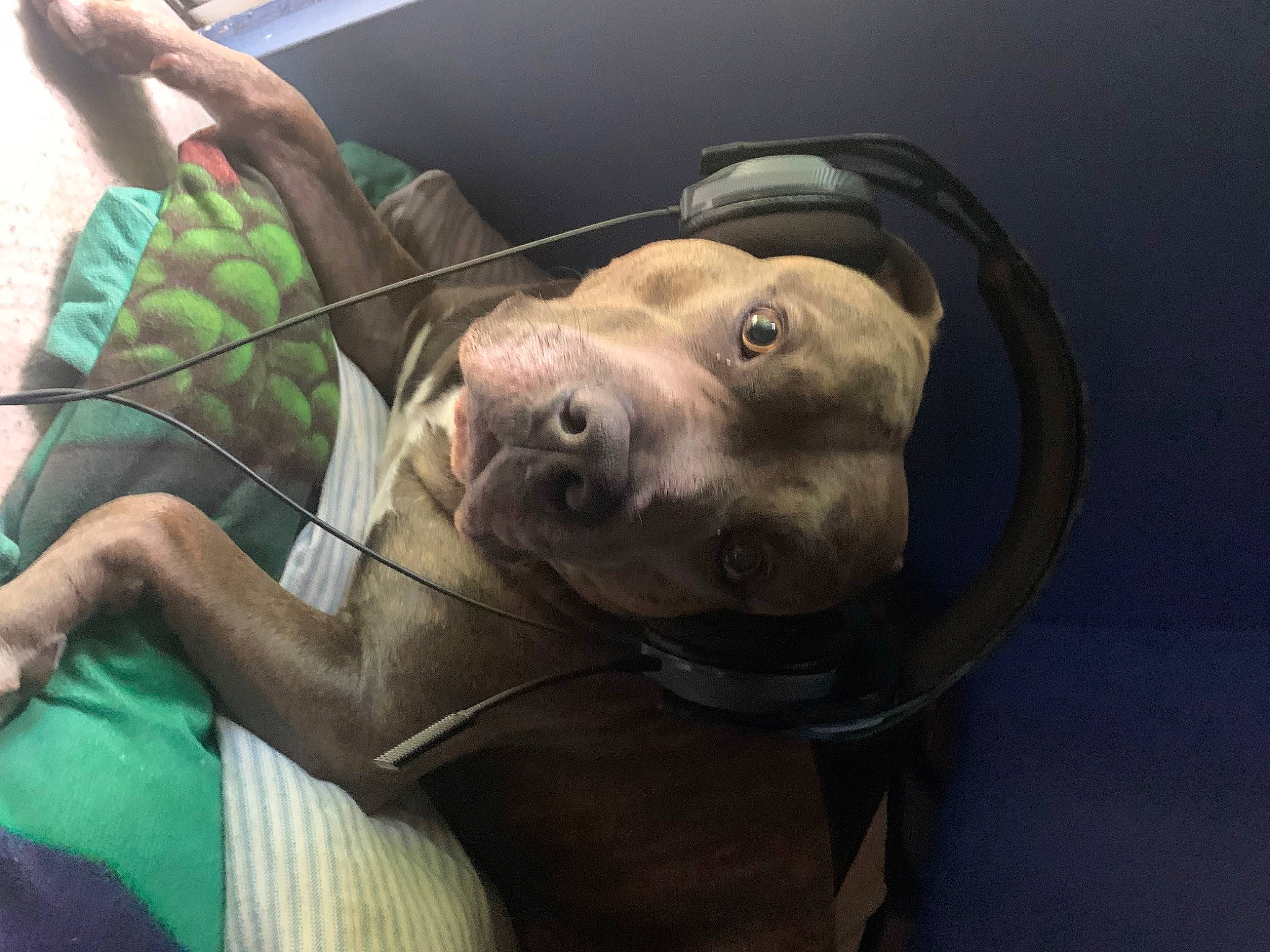 Turbo joined the competition — help win amazing prizes! canidae, carnivore, collar, companion_dog, dog, dog_breed, dog_collar, ear, fashion_accessory, fawn, fur, gesture, guard_dog, liver, selfie, snout, sporting_group, whiskers, working_animal, wrinkle