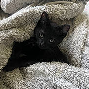 Bear is registered to the contest to win money with this photo: cat, kitten, black_cat, blanket, cozy, fur, whiskers, ears, paws, on_bed, indoor, closeup, portrait, pet, domestic_animal, soft_texture, plush_blanket, resting, gaze, relaxed