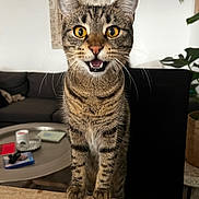 Louna a rejoint le concours — aidez-le/la à gagner de superbes lots ! abyssinian, animal, architecture, bodypart, building, cat, couch, furniture, hardwood, indoors, kitten, livingroom, manx, mouth, person, pet, room, table, teeth, wood