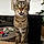 Louna
