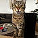 Louna