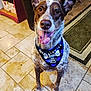bandana, basket, birthday, blue, brown_and_white, canine, celebration, dog, domestic_animal, ears_up, floor_rug, happy, home, indoor, looking_up, pet, portrait, sitting, tile_floor, tongue_out