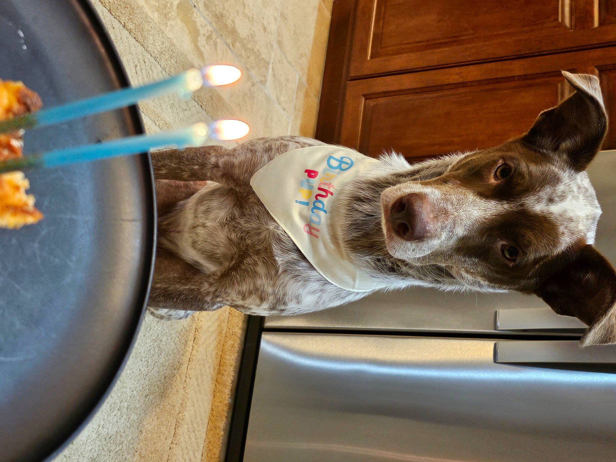 Bandit joined the competition — help win amazing prizes! canidae, carnivore, collar, companion_dog, dog, dog_breed, dog_collar, door, fawn, felidae, food, fur, kitchen_utensil, sporting_group, tail, vehicle, whiskers, window, wood, working_animal