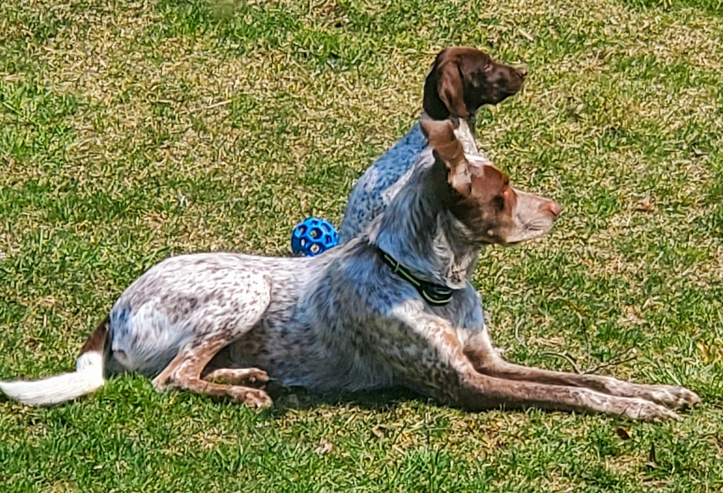 Bandit is registered to the contest to win money with this photo: australian_stumpy_tail_cattle_dog, carnivore, companion_dog, dog, dog_breed, grass, groundcover, guard_dog, gun_dog, hound, plant, pointing_breed, sporting_group, tail, terrestrial_animal, terrier, treeing_tennessee_brindle, working_animal, working_dog, working_terrier