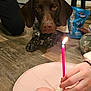 Scout joined the competition — help win amazing prizes! birthday, birthday_cake, cake_decorating, candle, carnivore, companion_dog, dessert, dog, dog_breed, drinkware, event, food, ingredient, liver, plate, sporting_group, sweetness, table, tableware, wax