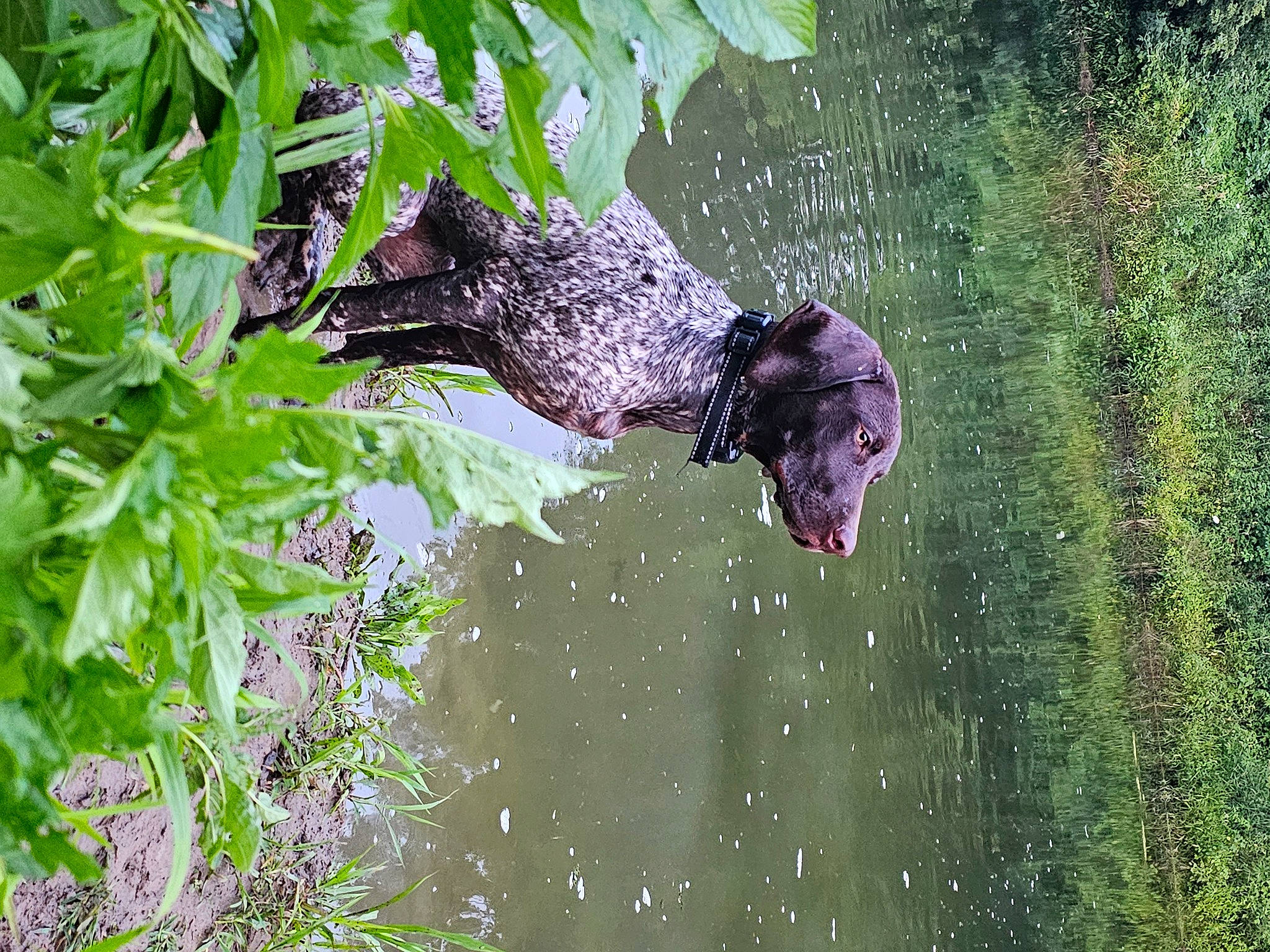 Scout is registered to the contest to win money with this photo: beak, bird, botany, dog, forest, grass, grass_family, groundcover, jungle, lake, liquid, natural_environment, people_in_nature, plant, sporting_group, terrestrial_plant, tree, vertebrate, water, wetland