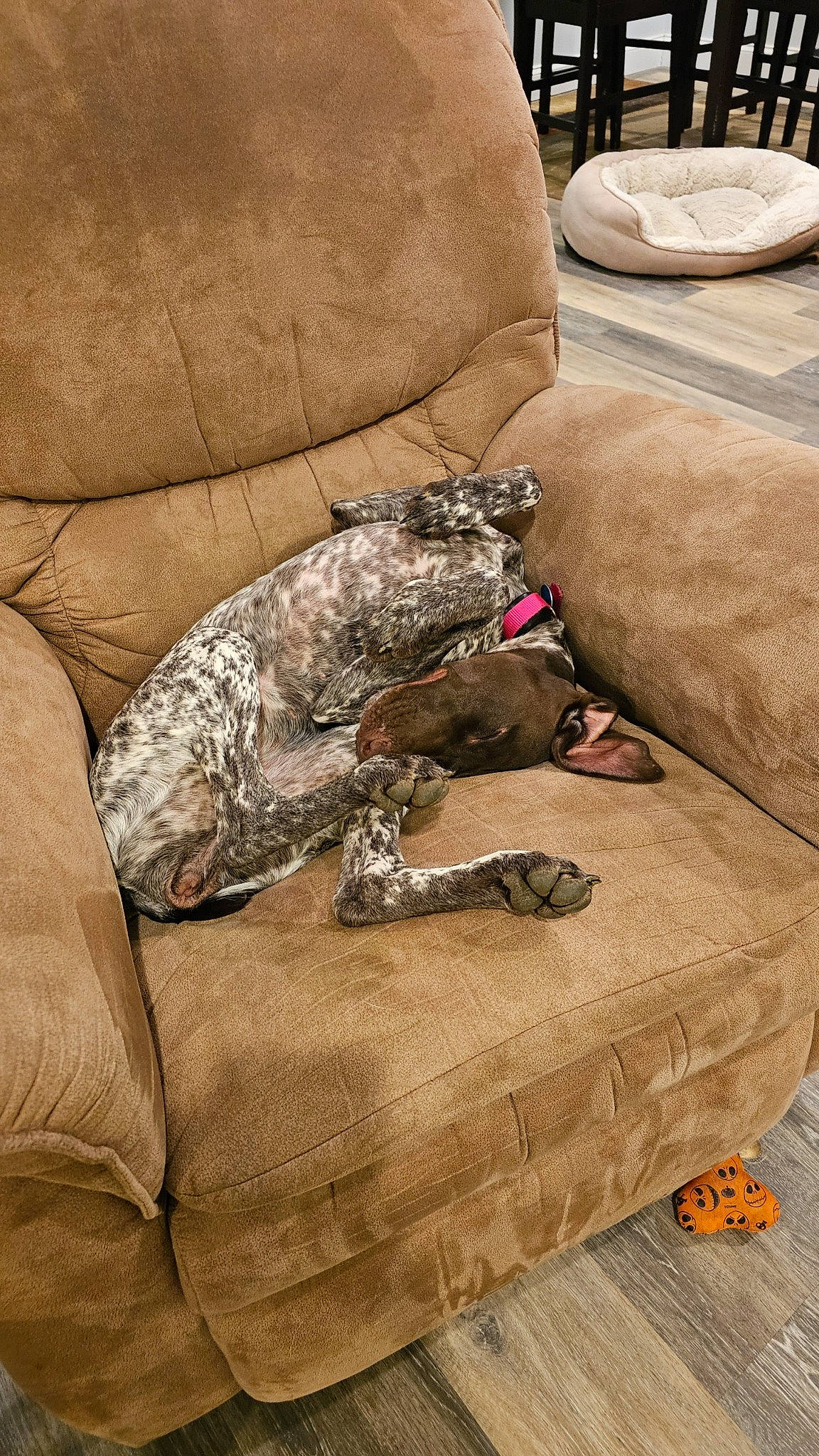 Scout joined the competition — help win amazing prizes! canidae, carnivore, comfort, companion_dog, couch, dog, dog_breed, floor, flooring, fur, grey, hardwood, linens, military_camouflage, pattern, room, sporting_group, tail, terrestrial_animal, wood