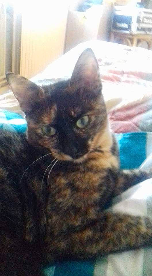 Jasmine a rejoint le concours — aidez-le/la à gagner de superbes lots ! carnivore, cat, claw, comfort, domestic_short_haired_cat, eye, felidae, fur, iris, paw, sitting, sky, small_to_medium_sized_cats, snout, square, tail, terrestrial_animal, whiskers