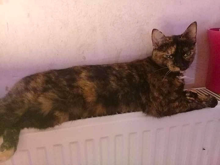 Jasmine participe au concours pour gagner de l'argent avec cette photo : carnivore, cat, cat_supply, comfort, domestic_short_haired_cat, fawn, felidae, fur, paw, pet_supply, small_to_medium_sized_cats, snout, tail, terrestrial_animal, whiskers