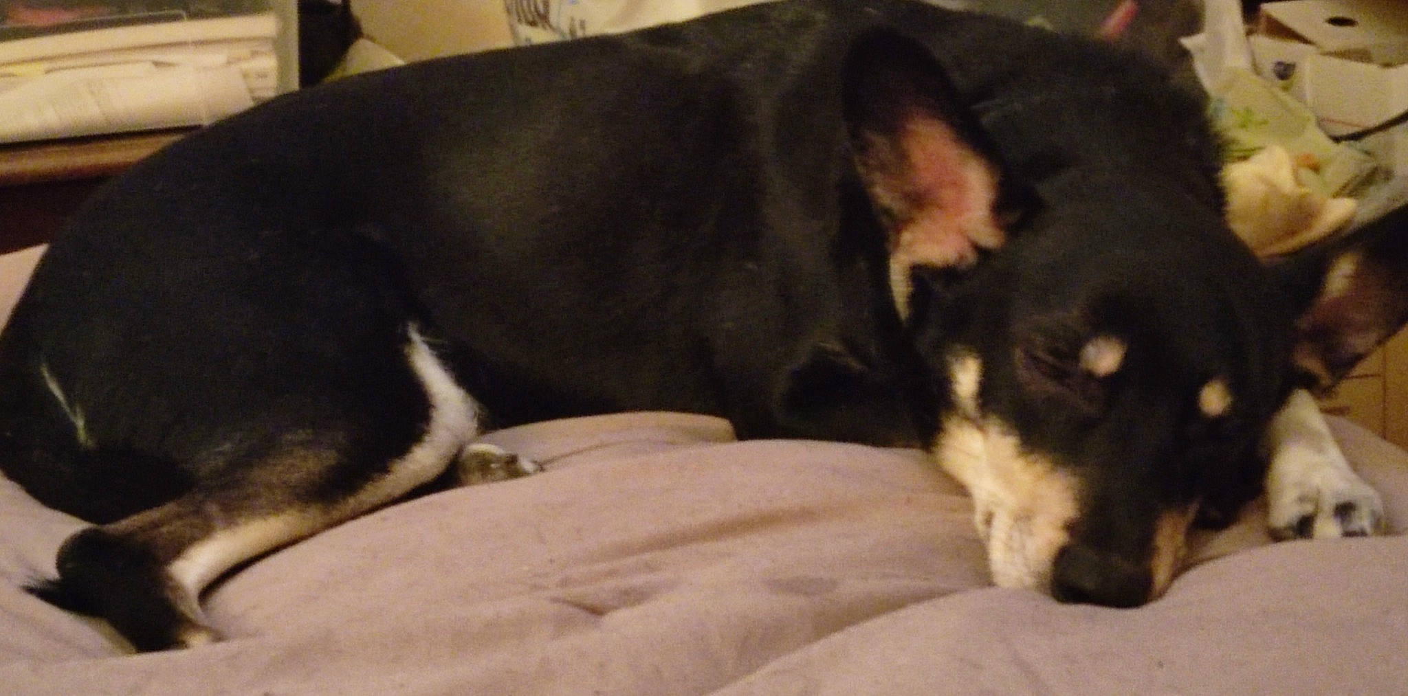 Chloé a rejoint le concours — aidez-le/la à gagner de superbes lots ! borador, canidae, carnivore, comfort, companion_dog, dog, dog_breed, dog_supply, fur, guard_dog, herding_dog, mammal, nap, snout, sporting_group, tail, terrestrial_animal, whiskers, working_animal, working_dog