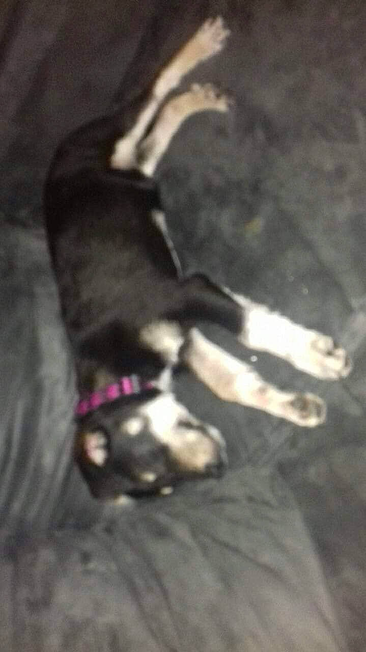 Chloé participe au concours pour gagner de l'argent avec cette photo : canidae, carnivore, claw, companion_dog, dog, dog_breed, fawn, foot, fur, gesture, guard_dog, nail, non_sporting_group, paw, snout, sporting_group, tail, terrestrial_animal, toy_dog, working_animal