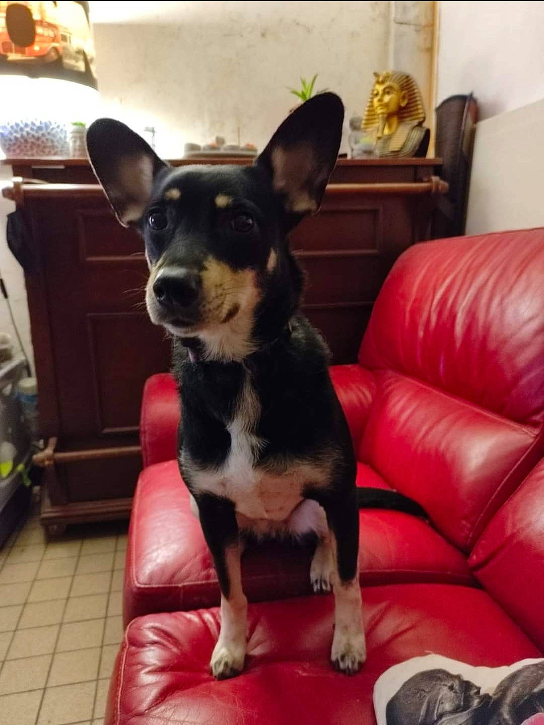 Chloé a rejoint le concours — aidez-le/la à gagner de superbes lots ! carnivore, collar, comfort, companion_dog, couch, dog, dog_breed, dog_supply, fawn, flooring, guard_dog, non_sporting_group, pet_supply, picture_frame, sleeper_chair, texas_heeler, toy_dog, whiskers, working_animal, working_dog