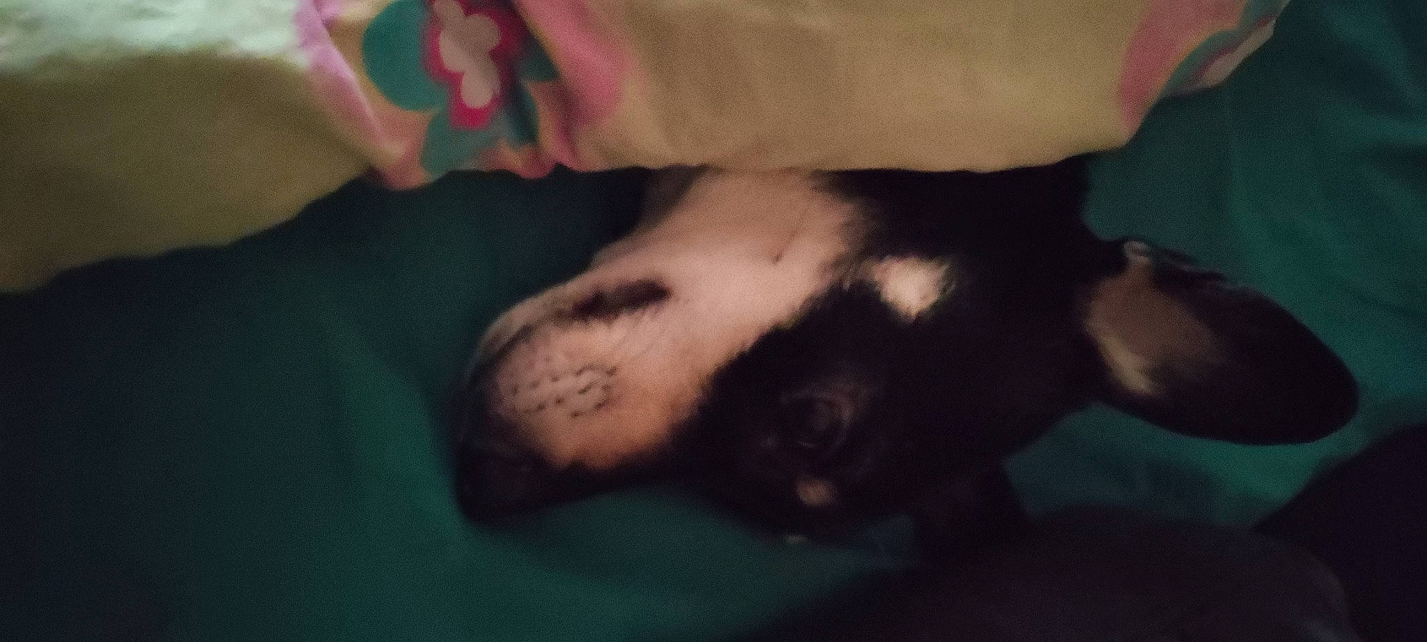 Chloé participe au concours pour gagner de l'argent avec cette photo : carnivore, claw, comfort, companion_dog, dog_breed, domestic_short_haired_cat, ear, felidae, foot, fur, gesture, human_leg, jaw, nail, paw, small_to_medium_sized_cats, snout, sporting_group, tail, whiskers