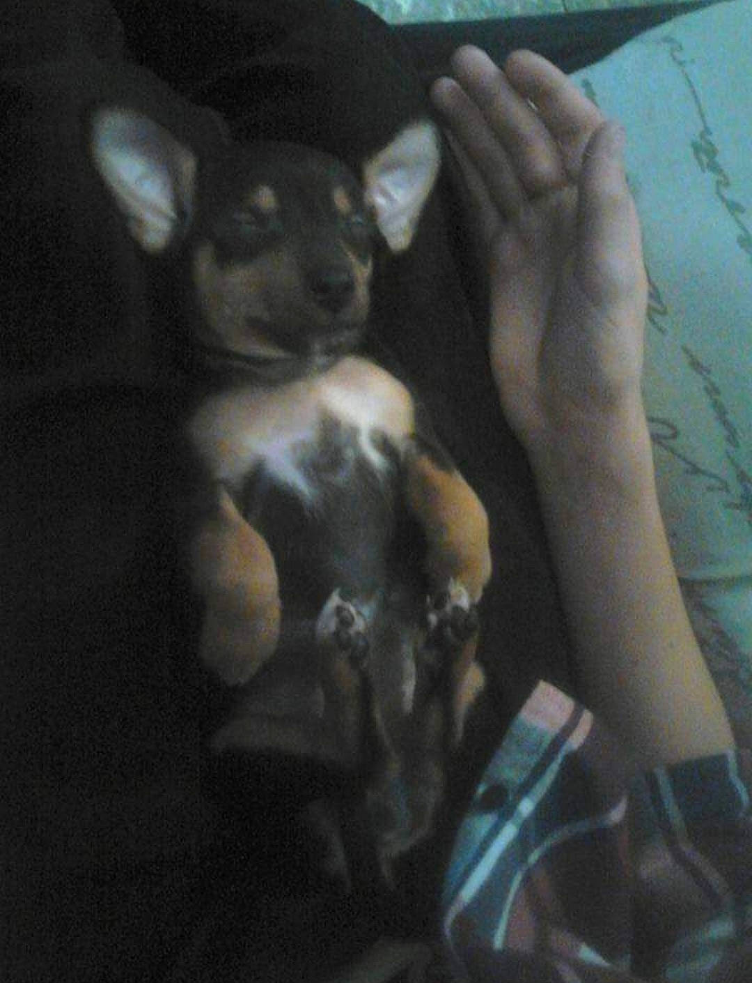 Ficelle a rejoint le concours — aidez-le/la à gagner de superbes lots ! canidae, carnivore, chest, companion_dog, darkness, dog, dog_breed, ear, elbow, fawn, felidae, fur, gesture, jaw, nail, small_to_medium_sized_cats, snout, tail, toy_dog, whiskers