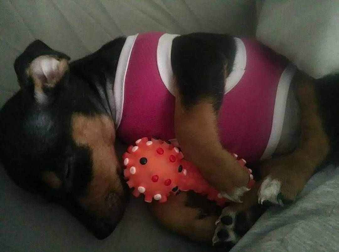 Ficelle participe au concours pour gagner de l'argent avec cette photo : abdomen, canidae, carmine, carnivore, comfort, companion_dog, dog, dog_breed, dog_clothes, dog_supply, fawn, foot, fur, human_leg, knee, lap, paw, tail, thigh, toy_dog