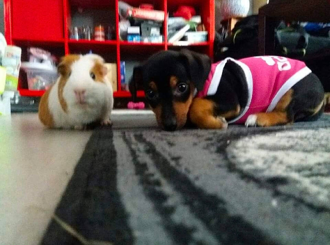 Ficelle a rejoint le concours — aidez-le/la à gagner de superbes lots ! bookcase, carnivore, comfort, companion_dog, dog, dog_breed, fawn, flooring, fur, guard_dog, linens, paw, rabbit, rabbits_and_hares, room, snout, toy_dog, whiskers, working_animal, working_dog