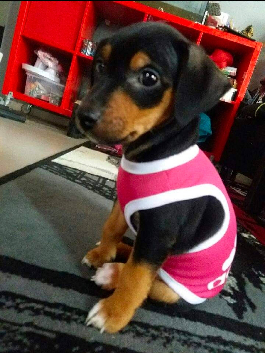 Ficelle a rejoint le concours — aidez-le/la à gagner de superbes lots ! canidae, carnivore, collar, companion_dog, dog, dog_breed, dog_clothes, dog_collar, dog_supply, fawn, fur, leash, paw, pet_supply, snout, sporting_group, toy_dog, whiskers, working_animal, working_dog