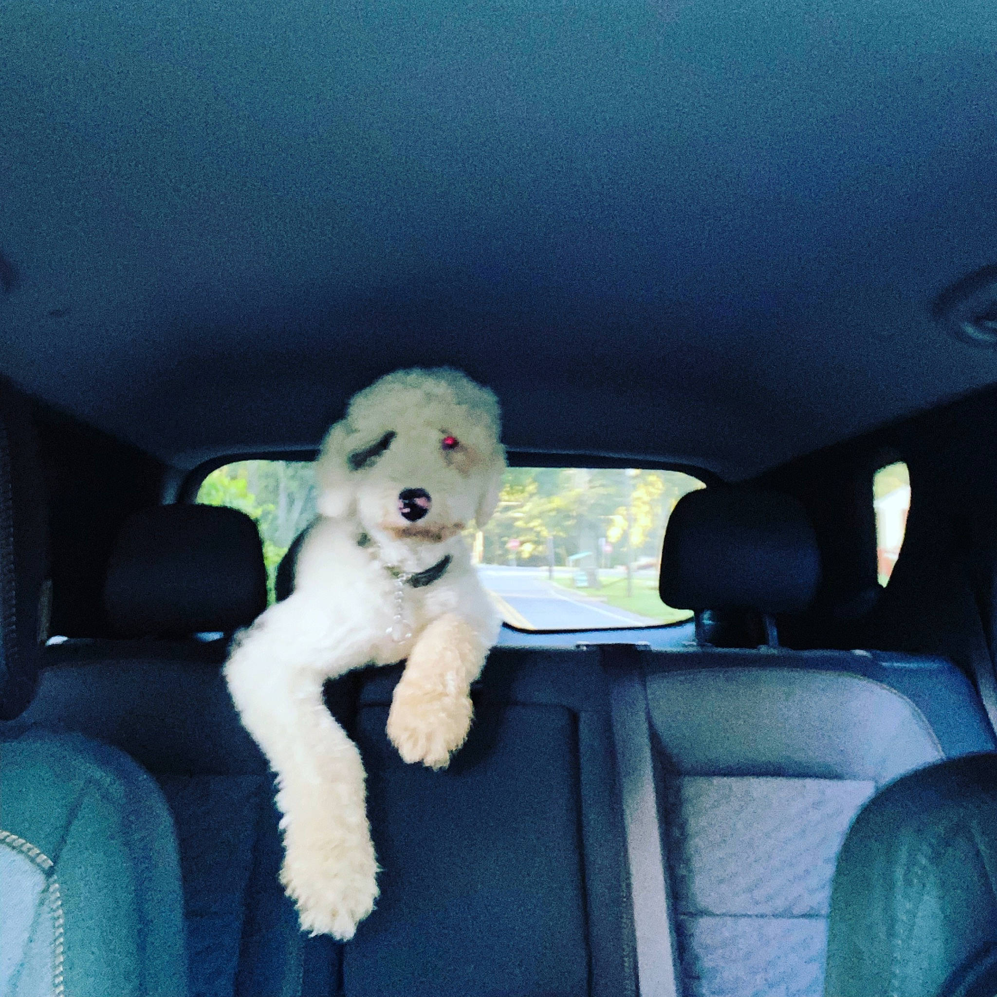 Finley joined the competition — help win amazing prizes! automotive_exterior, car, car_seat, car_seat_cover, carnivore, cloud, comfort, companion_dog, dog, dog_breed, head_restraint, motor_vehicle, poodle, seat_belt, snout, tints_and_shades, toy_dog, vehicle, vehicle_door, window