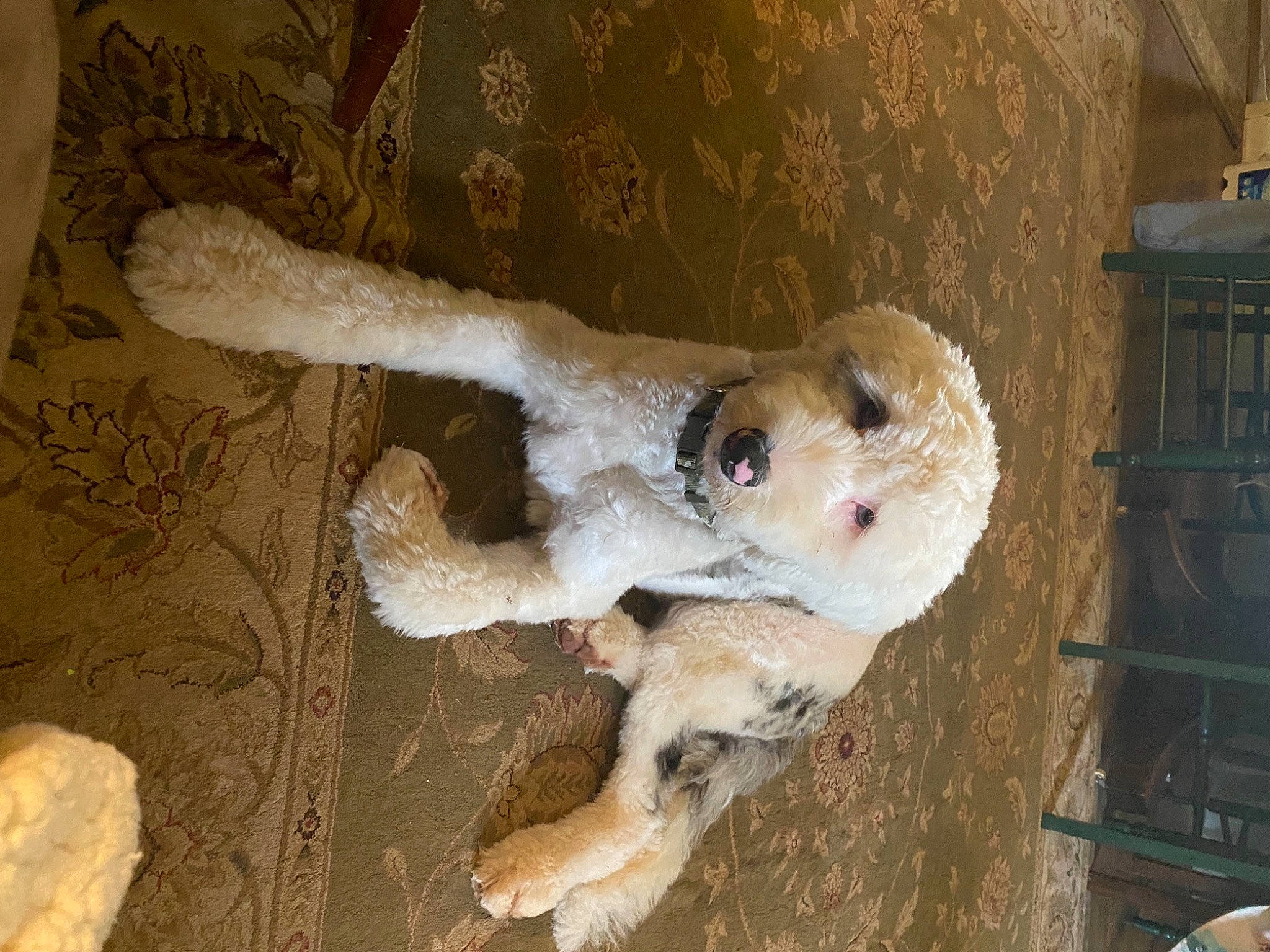 Finley joined the competition — help win amazing prizes! canidae, carnivore, claw, companion_dog, dog, dog_breed, fawn, flooring, fur, non_sporting_group, paw, snout, sporting_group, tail, wood, working_animal