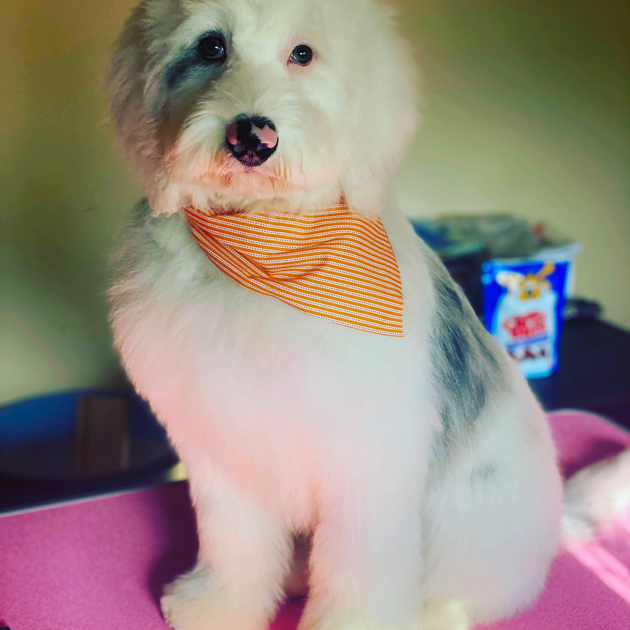 Finley is registered to the contest to win money with this photo: carnivore, collar, companion_dog, dog, dog_breed, dog_clothes, dog_collar, dog_supply, fawn, firefighter, fur, mal_shi, puppy_love, small_terrier, snout, sporting_group, terrier, toy_dog, whiskers, working_animal