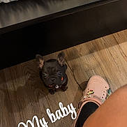 Tinkerbell joined the competition — help win amazing prizes! animal, bed, bedding, black_dog, collar, cute, dog, ears, floor, home, indoor, leg, looking_up, person, pet, pink_shoe, puppy, shoe, small_dog, wood_floor