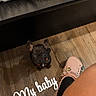 animal, bed, bedding, black_dog, collar, cute, dog, ears, floor, home, indoor, leg, looking_up, person, pet, pink_shoe, puppy, shoe, small_dog, wood_floor